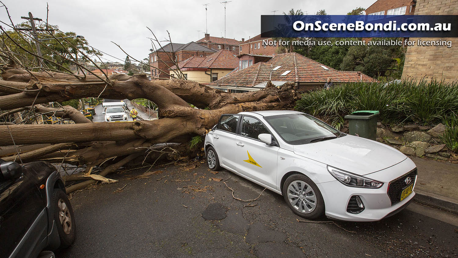 20200714 randwick tree 3