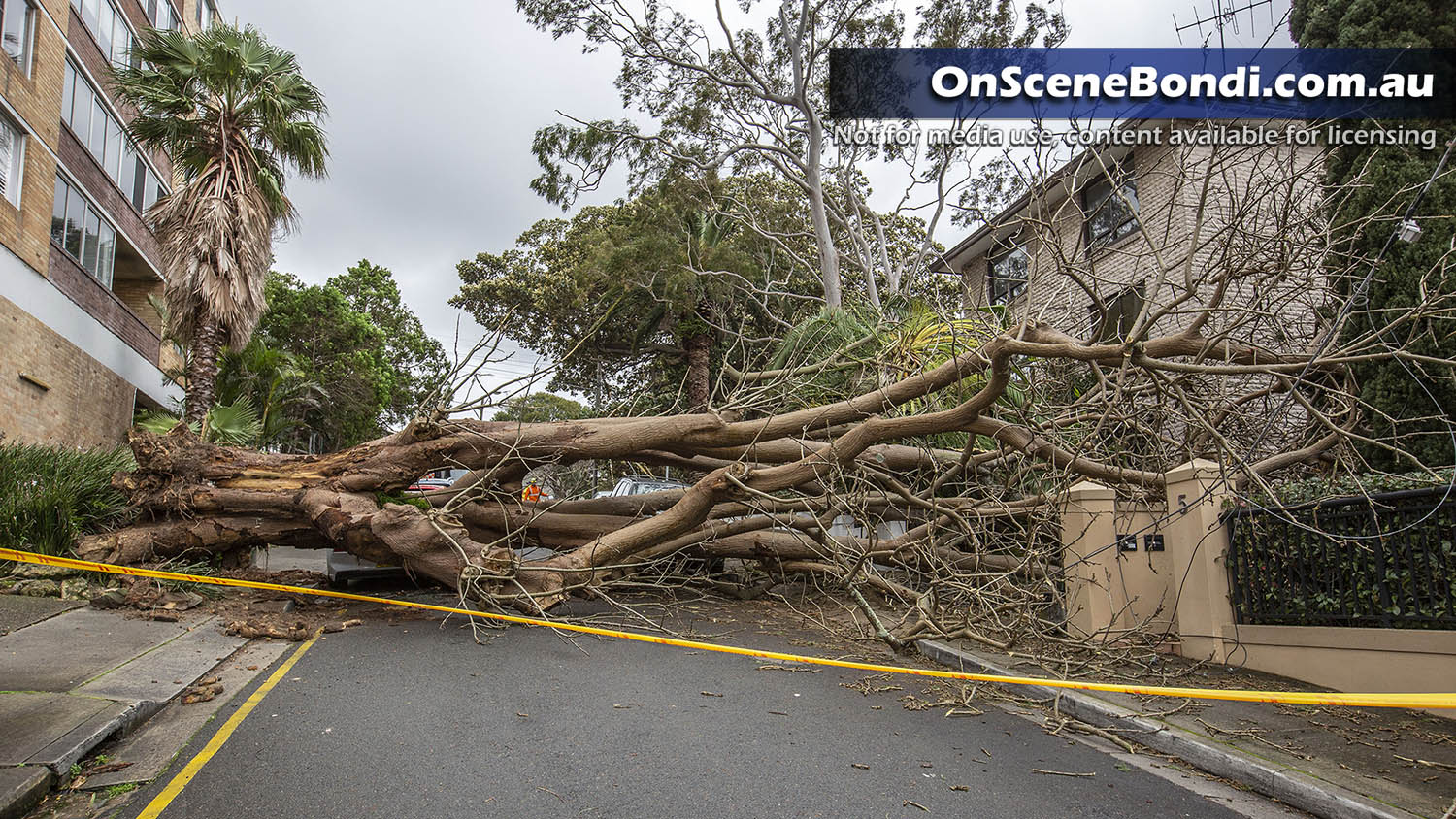 20200714 randwick tree 4