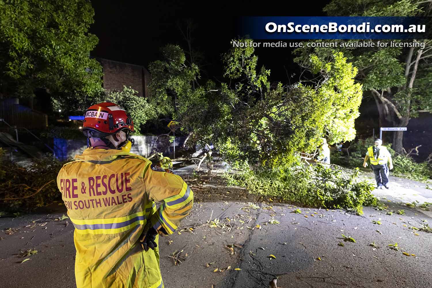 Large tree collapses onto Double Bay road