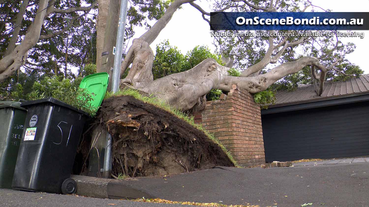 20231016 bellevue hill tree 002